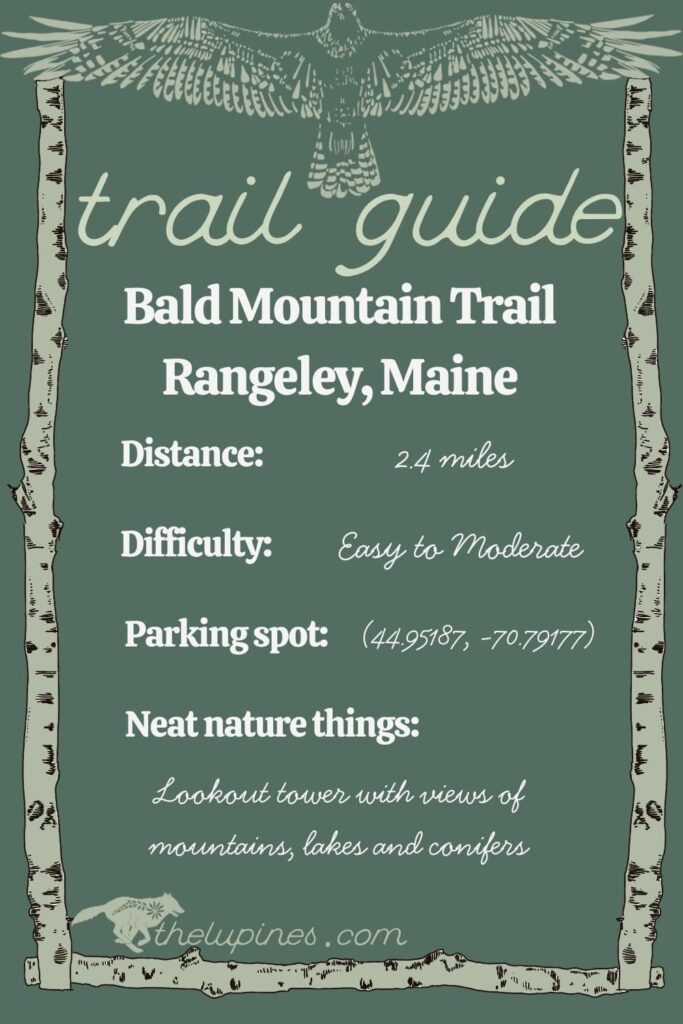 Trail guide to the Bald Mountain Trail in Rangeley, Maine. Includes parking location, features of the trail, difficulty and distance.