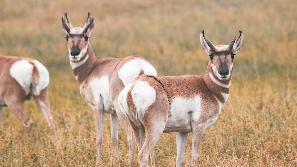 Antelope standing in a field of grass