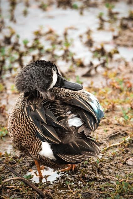 Blue-winged teal in a marsh in Florida