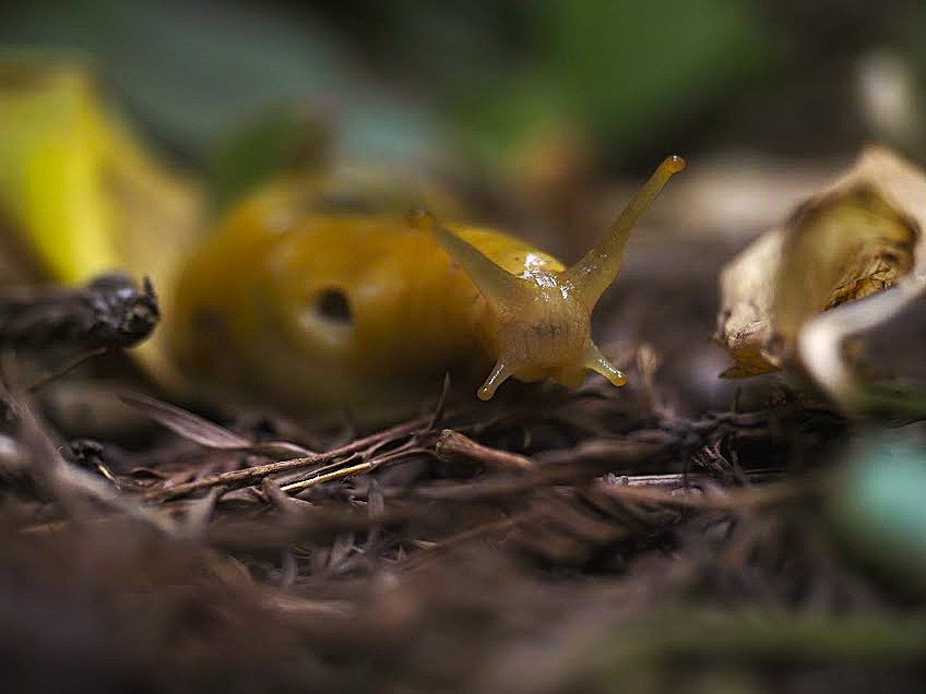 Banana slug on the Boy Scout Tree Trail