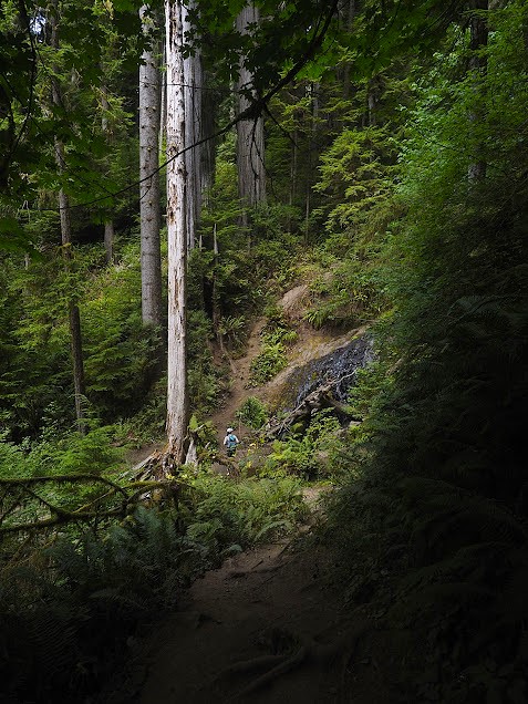 Fern Falls hiking at Jedediah Smith State Park