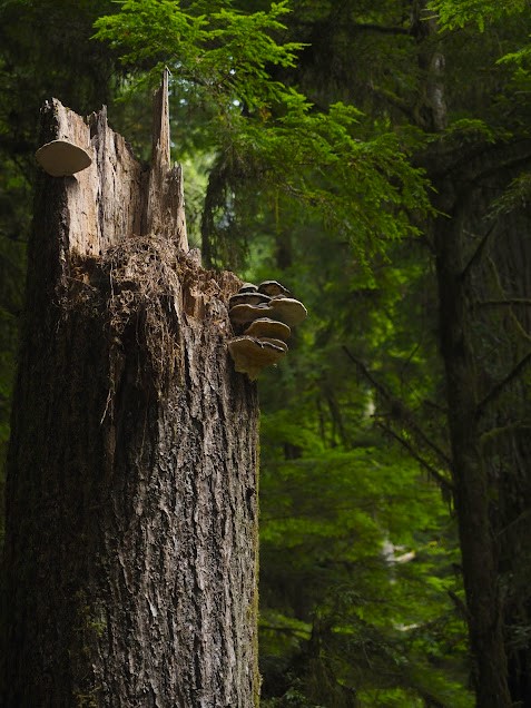 Decaying redwood tree with mushrooms