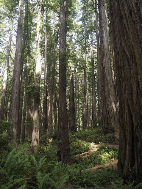 Redwoods at Jedediah Smith State Park