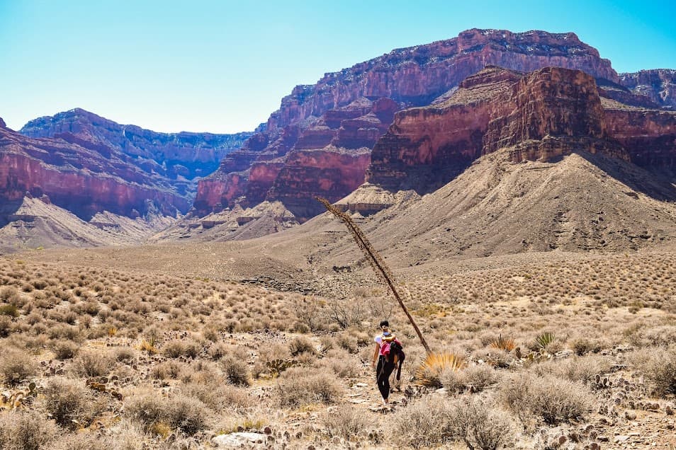 Century plant in the Grand Canyon.