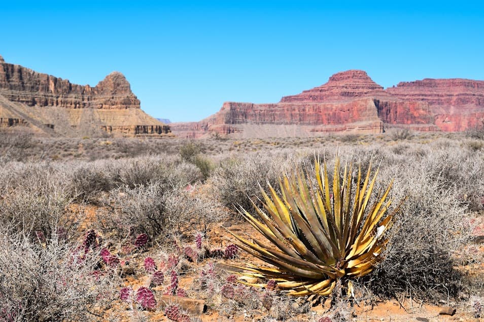 Desert scenes in the Grand Canyon