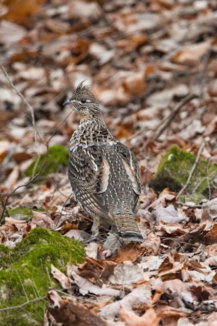 Ruffed grouse in Copper Falls State Park, Wisconsin.