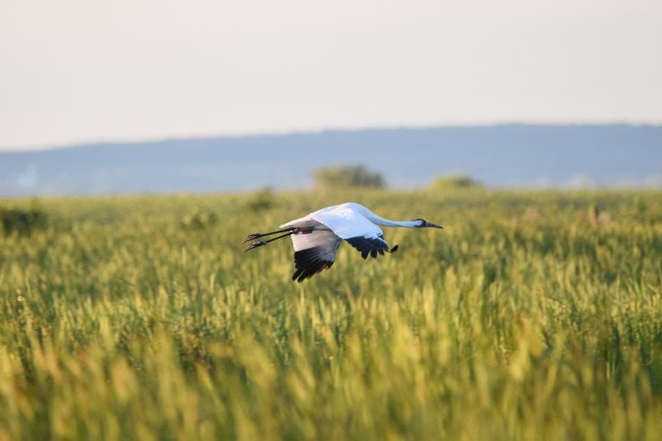 Whooping crane flying across a marsh in Wisconsin.
