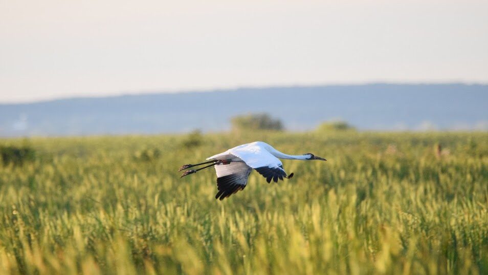 Whooping crane flies in Necedah National Wildlife Refuge