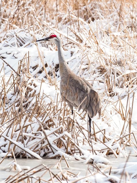 Sandhill crane standing in a snow-covered marsh in Wisconsin.