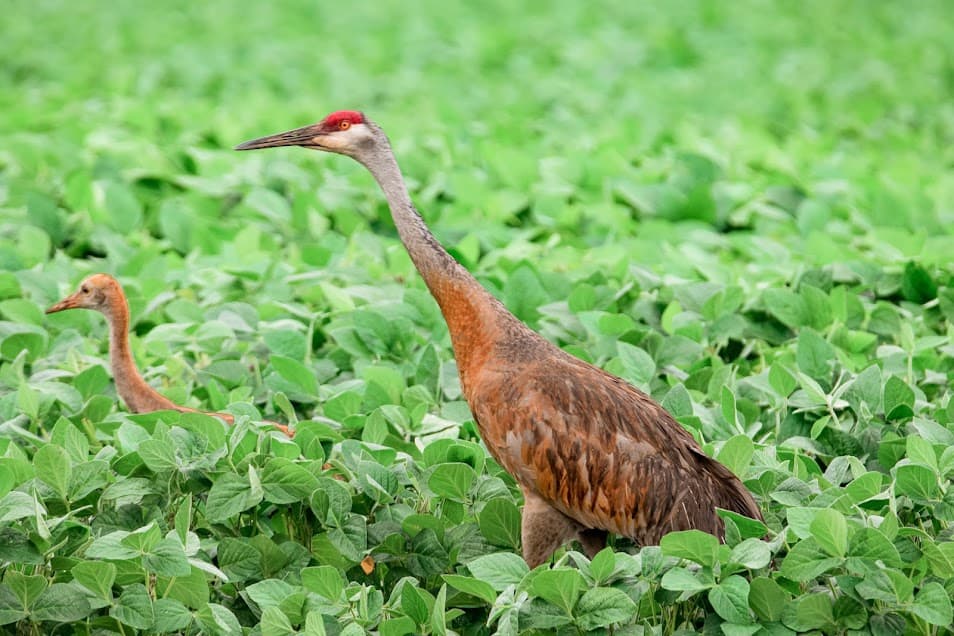 Sandhill crane and colt in a soybean field
