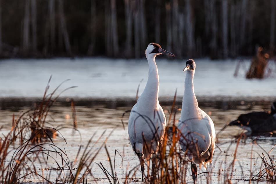 Pair of whooping cranes at Horicon state wildlife area.