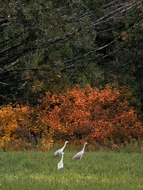 Three sandhill cranes in a fall hayfield in Wisconsin.