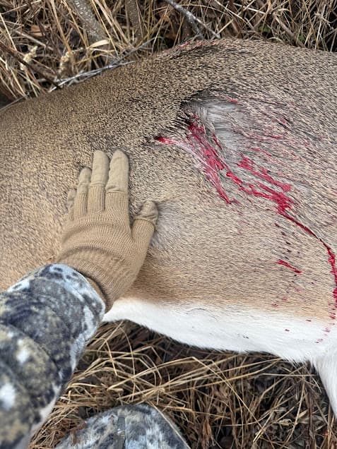 A white-tailed deer lies on the ground in the marsh after a successful harvest. Illustrating how covering your face can bring success when you bowhunt whitetails in the marsh.