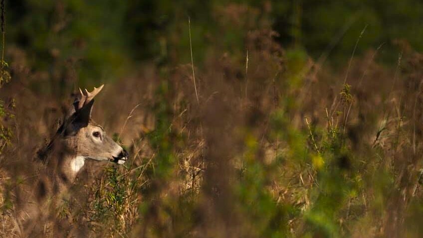 A white-tailed buck moves through a marsh in early October.
