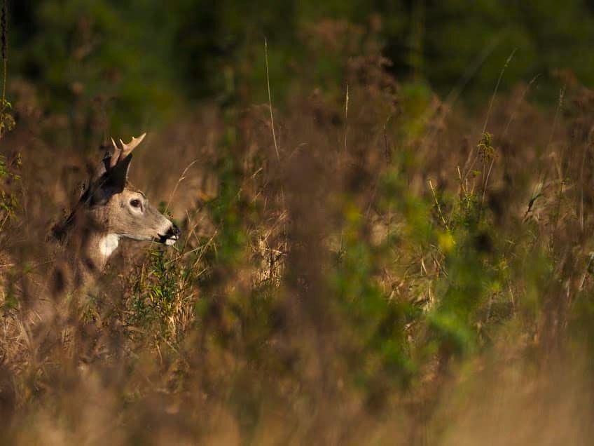 A white-tailed buck moves through a marsh in early October.