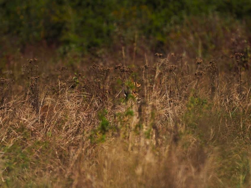 White-tailed buck in the marsh, almost completely concealed by grass. Illustrating how concealment is important to bowhunt whitetails from the ground.