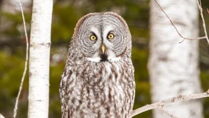 Great gray owl in Sax-Zim Bog Minnesota