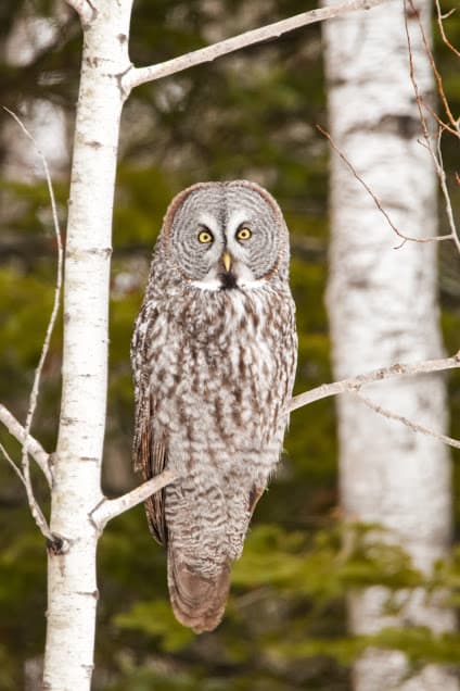 Great gray owl at Sax-Zim Bog, Minnesota