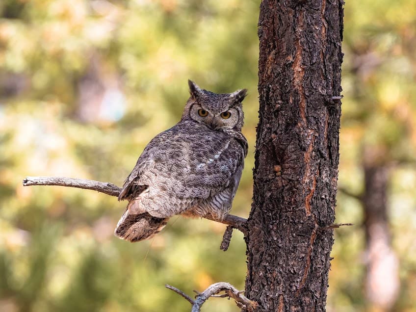 Great-horned owl on a pine branch in Arizona