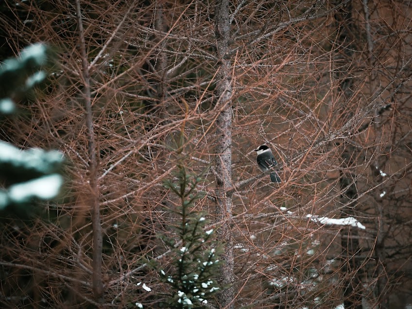Canada Jay in a tamarack tree in Minnesota.