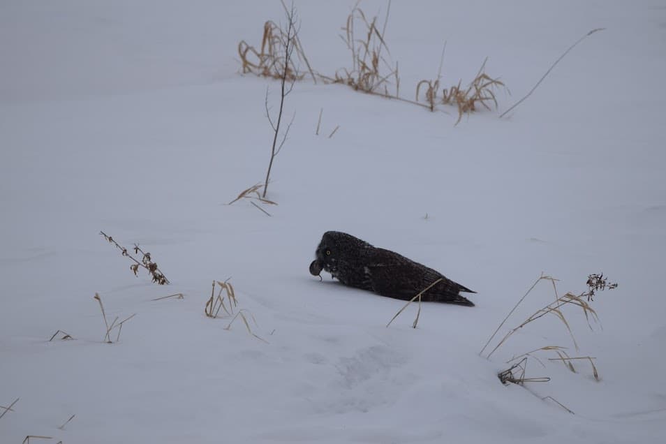 Great gray owl catching a vole in the snow.