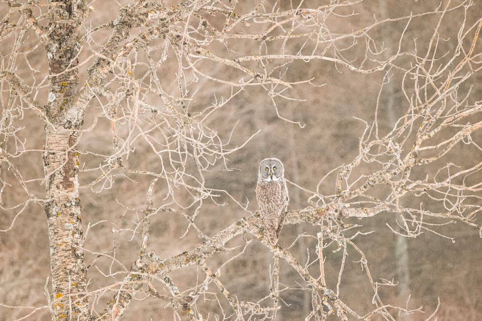 Great gray owl in a tree in Minnesota.