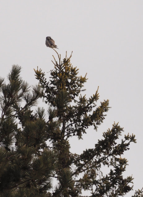 Northern hawk owl on a treetop at Sax-Zim Bog, Minnesota