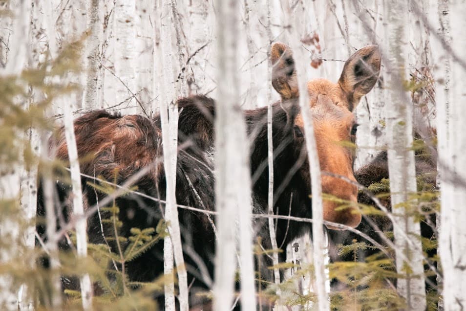 Moose at Sax-Zim Bog in Minnesota