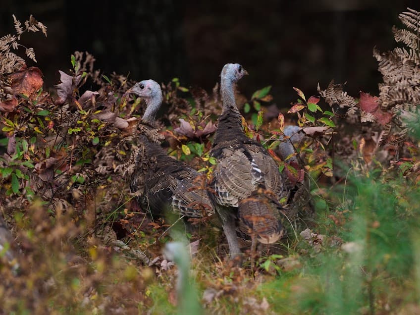 Wild turkeys in the fall.