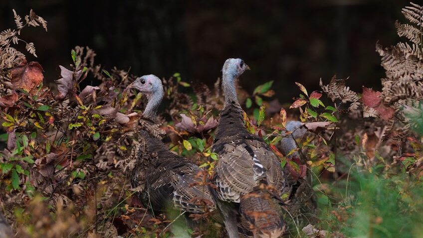 Wild turkeys in the fall.
