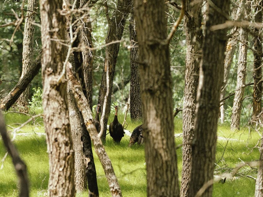 Male wild turkeys in trees during turkey season.