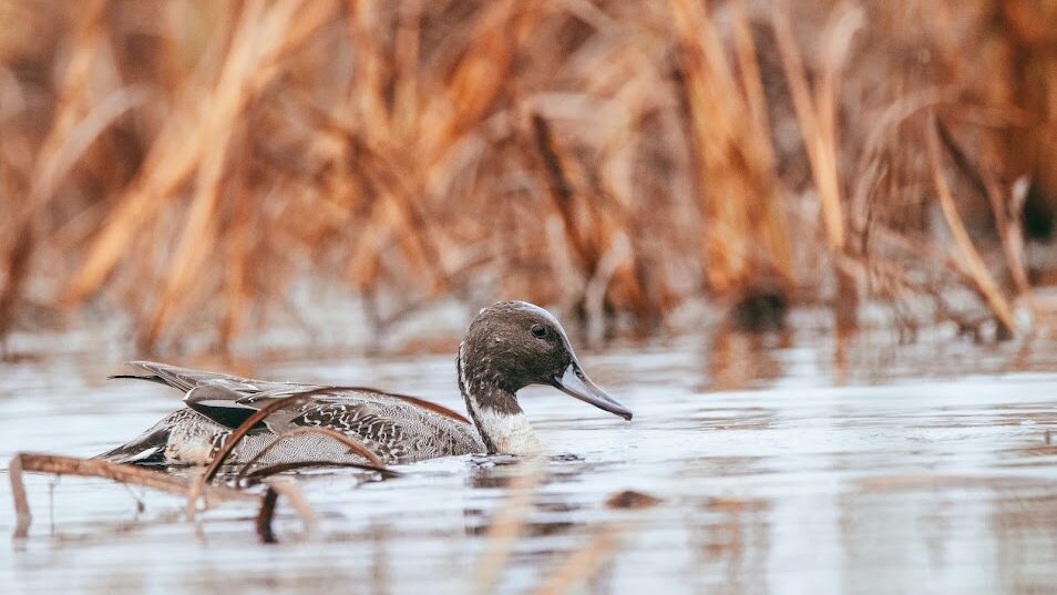 Pintail drake swimming in a marsh.