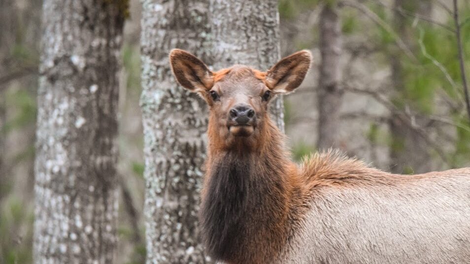 Elk standing in the woods among trees.