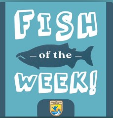 Fish of the Week podcast cover art