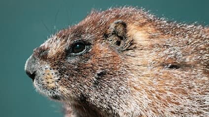 Oh, You Like Marmots? You’ll Love Tuhare Lakes, Colorado