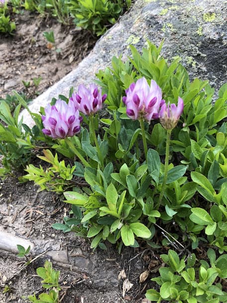 Alpine flowers on Mount Massive