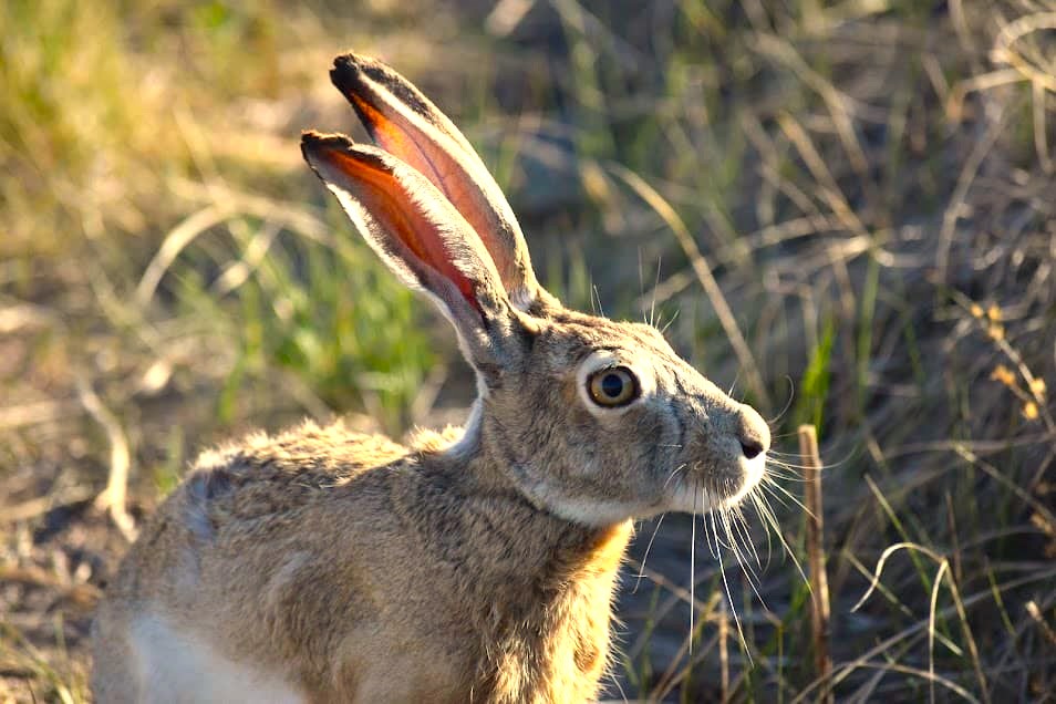 Jackrabbit on the eastern Colorado prairie. 