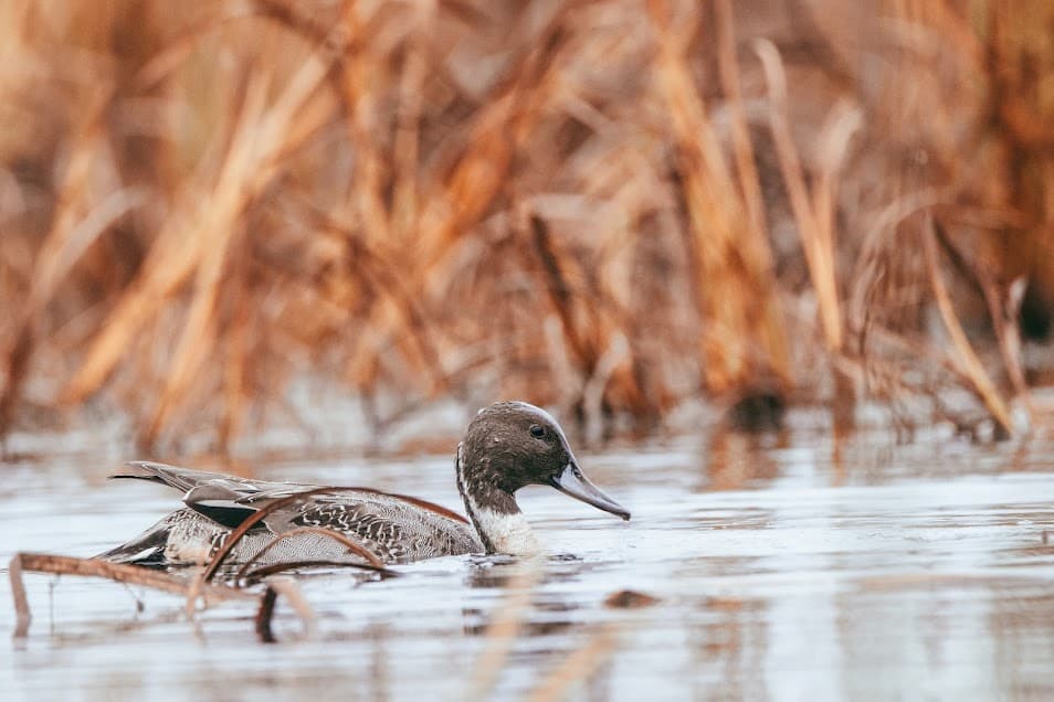 Pintail duck swimming at Horicon National Wildlife Refuge.