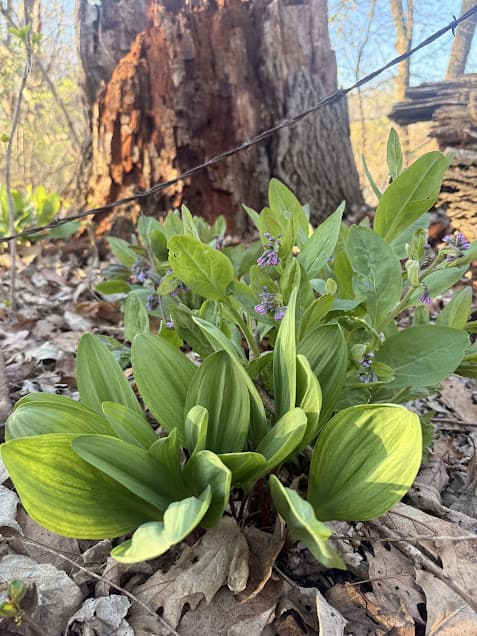 Wild ramps growing next to bluebells in the Illinois springtime woods.