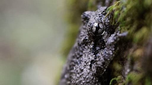 Gray treefrog on a tree at Snake Road, Illinois.