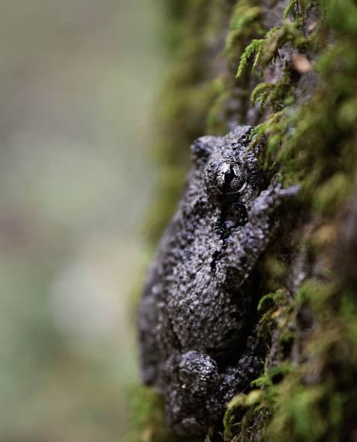 Gray Treefrog, one of the many amphibians found at Snake Road.