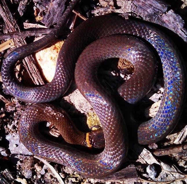 Ringneck snake in Illinois.