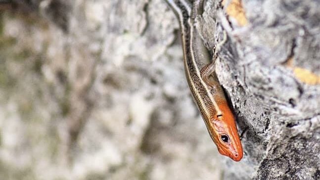 Skink in its breeding colors rests on a tree.
