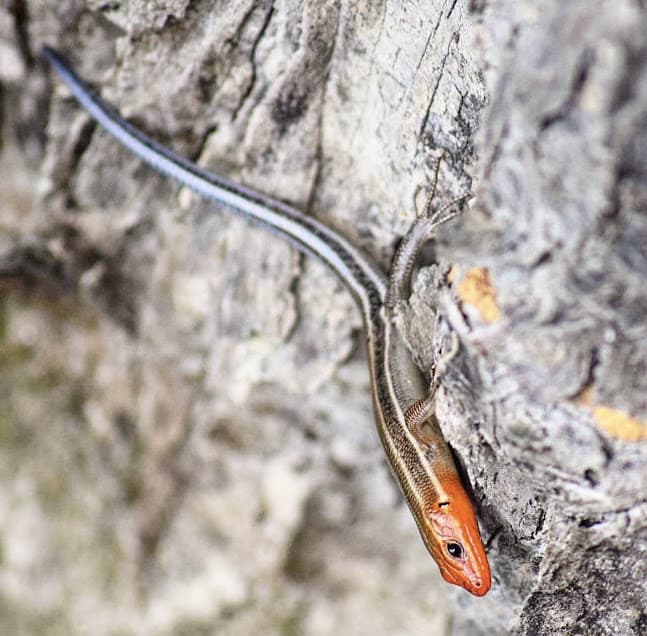 Skink, a species of lizard commonly found at Snake Road in Illinois.