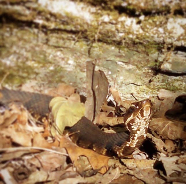 Cottonmouth at Snake Road in Shawnee National Forest. 