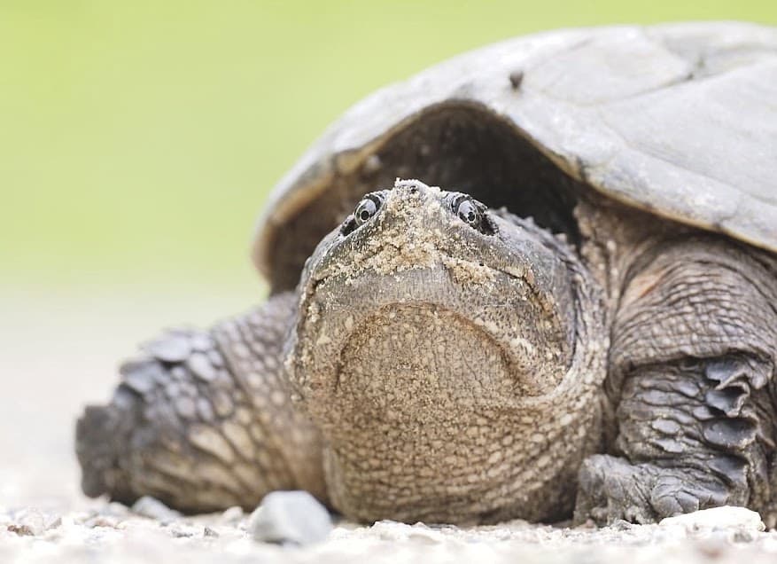 Snapping turtle laying eggs on a gravel road. 