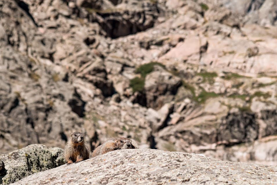 Yellow-bellied marmots sunning themselves on a rock at a Colorado alpine lake.