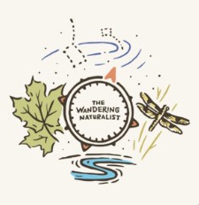 The wandering naturalist podcast cover art