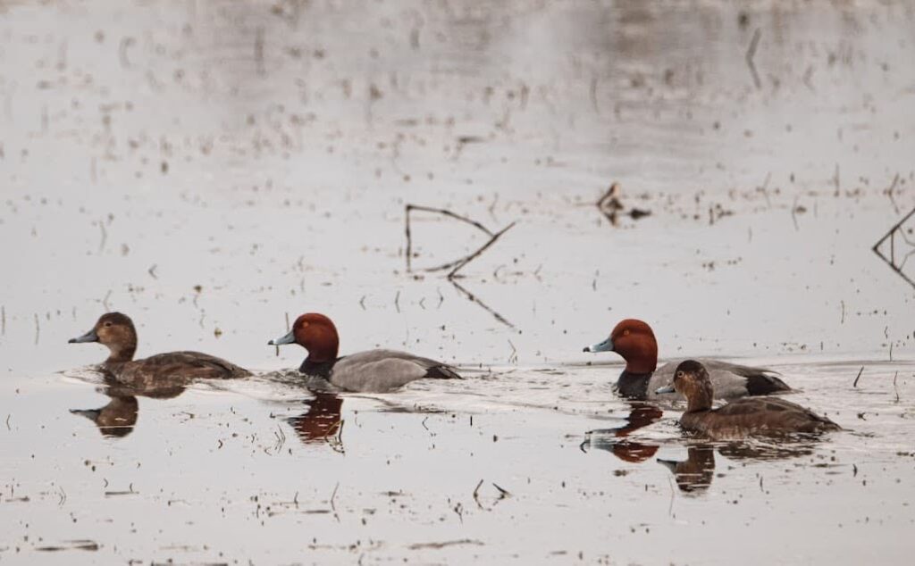 Drake and hen redhead ducks swimming at Horicon Marsh.