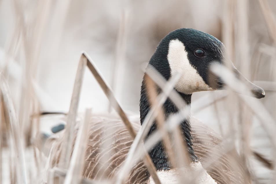 Nesting Canada goose in cattails at Horicon Marsh.